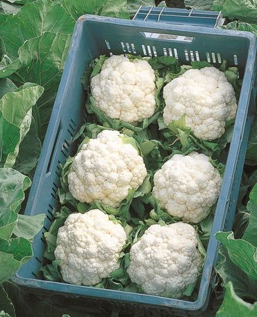 Cauliflower Organic Box UAE 🇦🇪