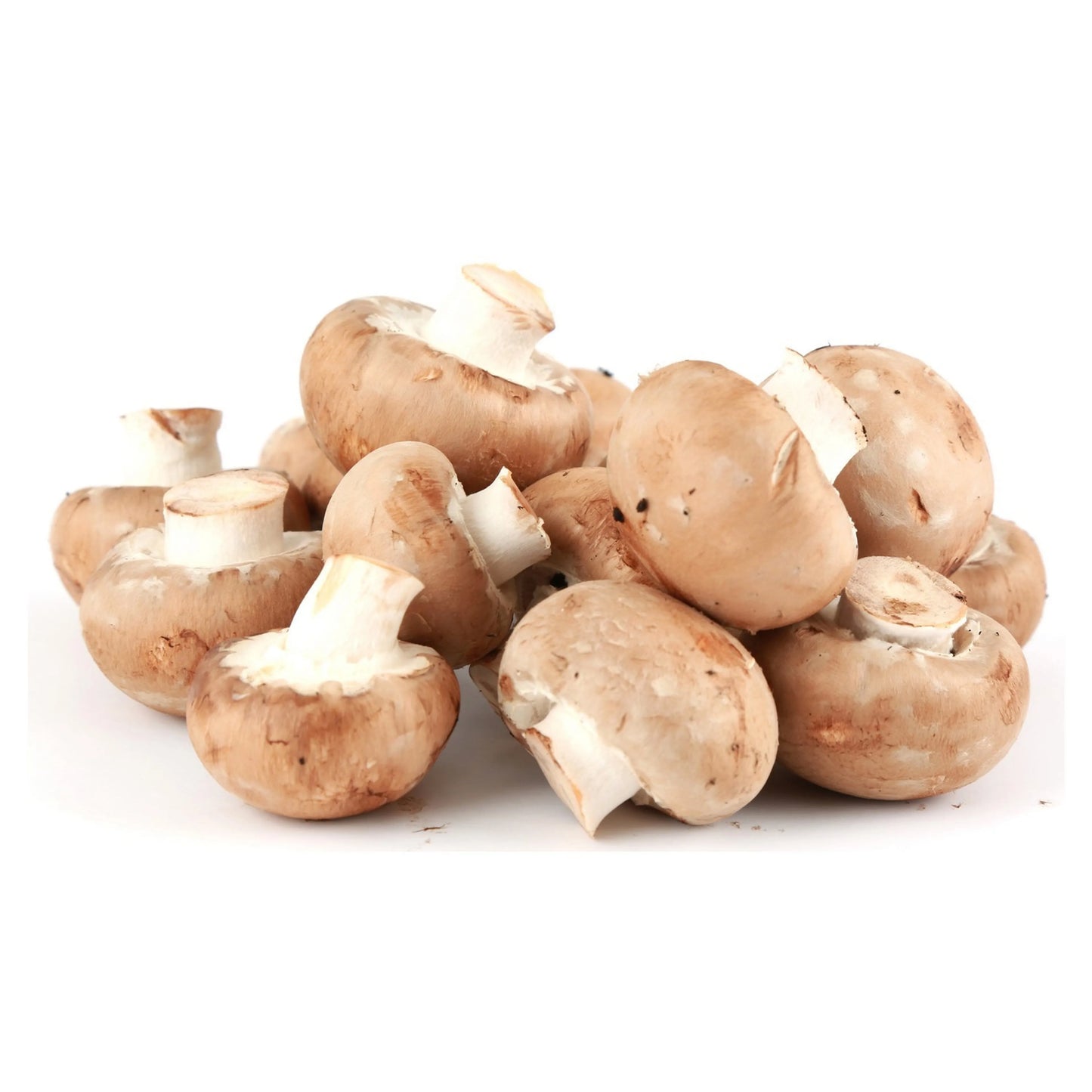 Mushroom Brown Holland 🇳🇱