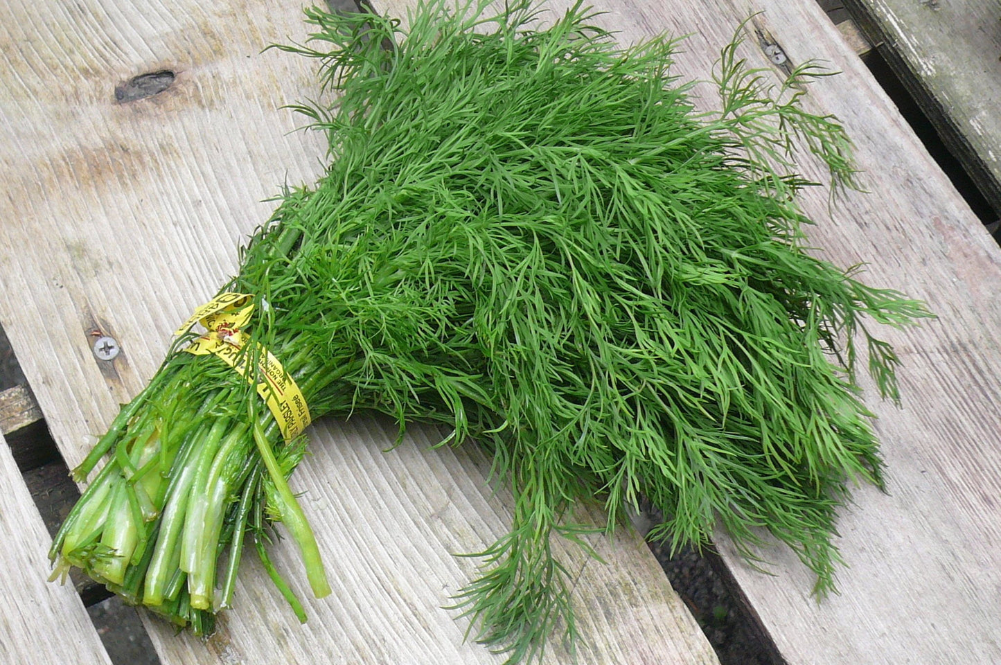 Dill Leaves Premium Quality UAE 🇦🇪