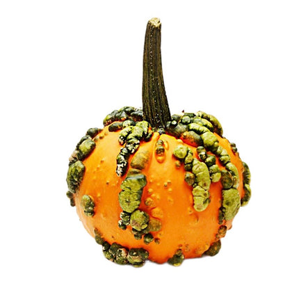 Warty Minion Pumpkin UNITED STATES 🇺🇸