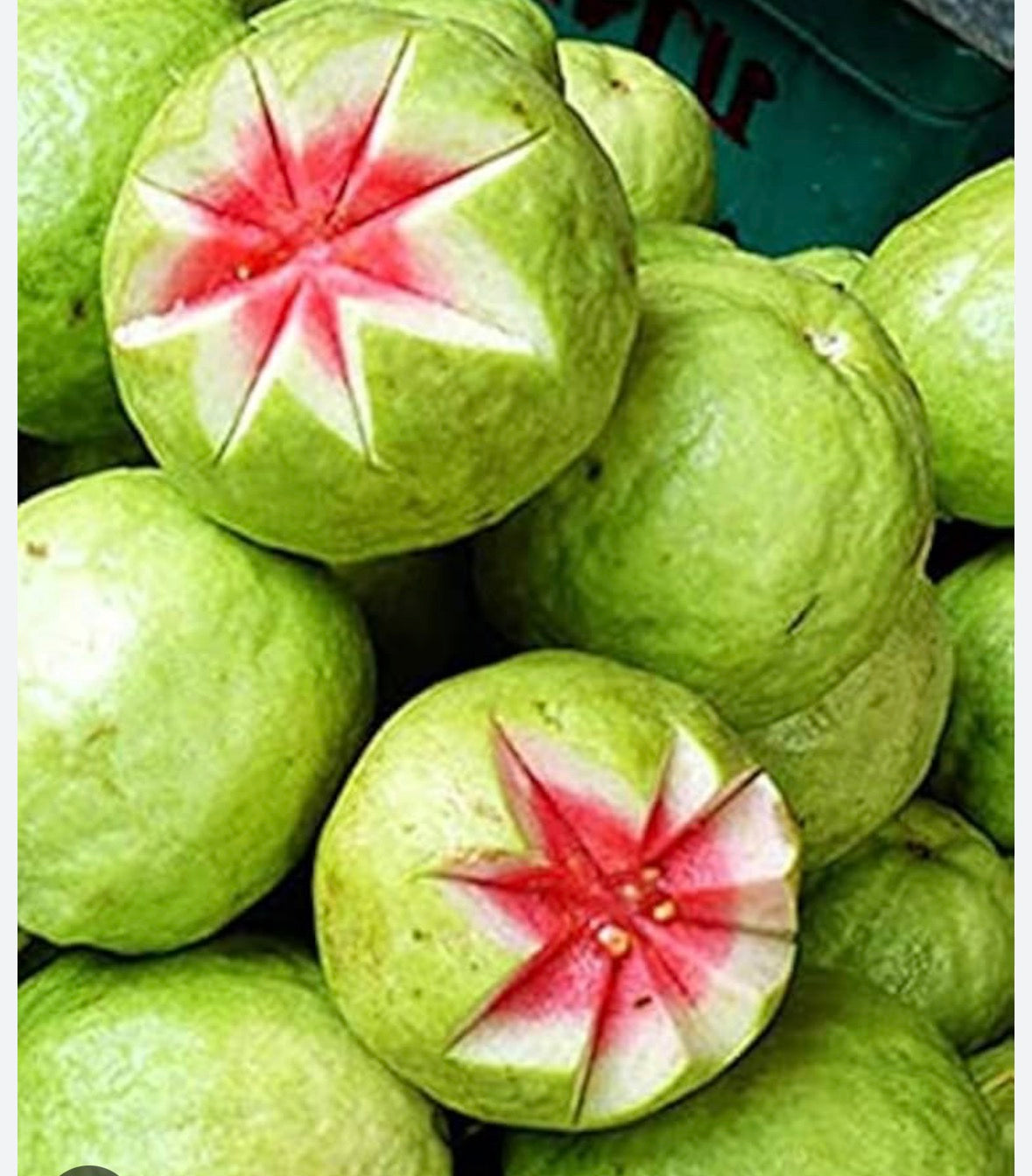 Guava pink Thailand 🇹🇭
