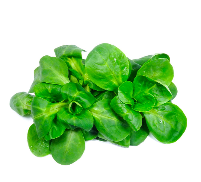 Lettuce Mache
(Italy)🇮🇹
100 gm per pack