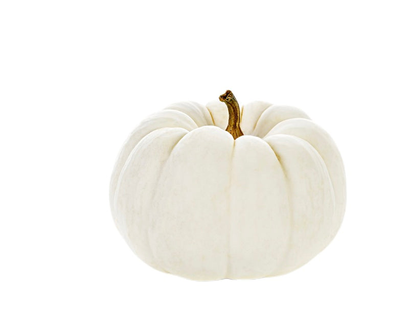 White Pie Pumpkin 🇺🇸