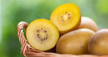 Kiwi Golden Premium Quality chile 🇨🇱