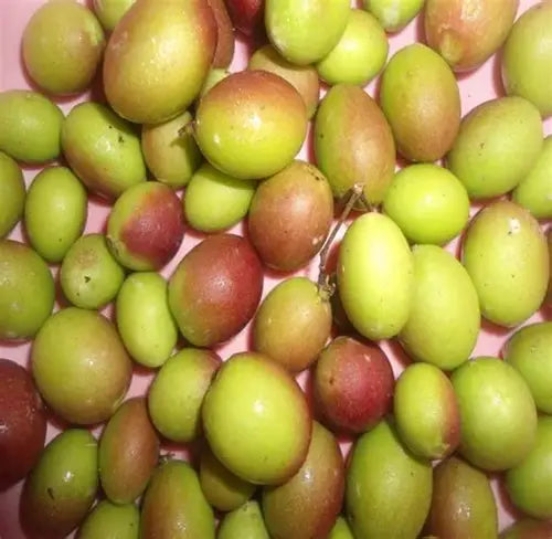 Jujube Premium Quality China