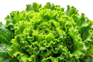 Lettuce Lollo Bionda UAE 🇦🇪