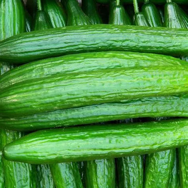 Cucumber English premium Quality Spain 🇪🇸