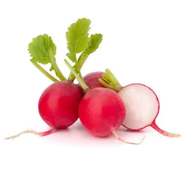 Radish Red. Premium quality holland 🇳🇱