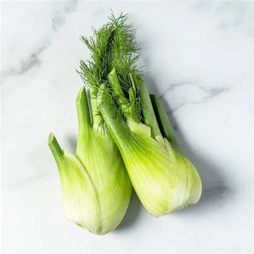 Fennel Premium Quality Holland 🇳🇱