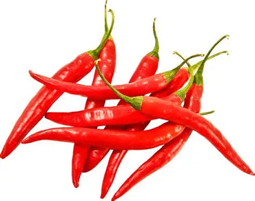 Chilli Red premium quality Holland 🇳🇱