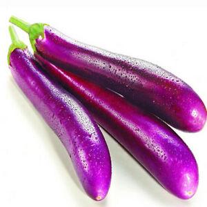 Eggplant Long oman 🇴🇲