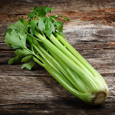 Celery Stick premium quality China 🇨🇳