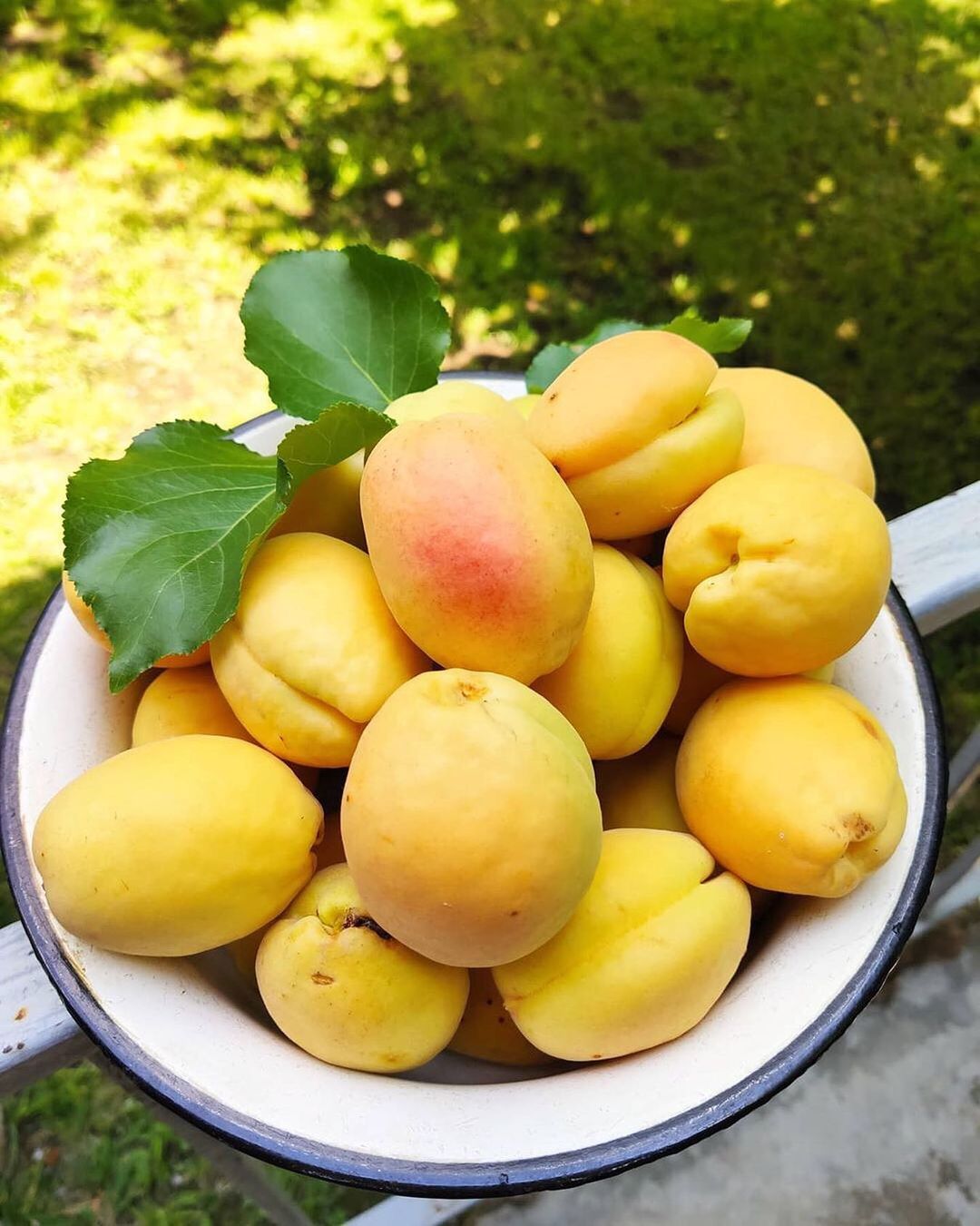 Apricot Premium Quality pakistan 🇵🇰