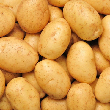 Potato Agria Holland 🇳🇱