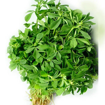 Fenugreek (Methi Leaves) Premium Quality