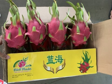 Dragon Fruit Red Premium Quality Vietnam