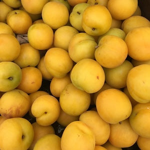 Apricot Premium Quality pakistan 🇵🇰