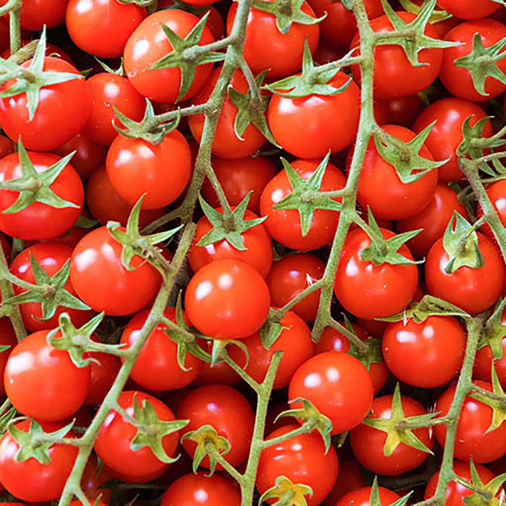 Tomato Cherry Organic Bunch Spain 🇪🇸