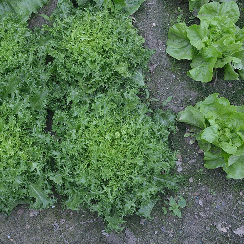 Lettuce - Frisee (Netherlands)