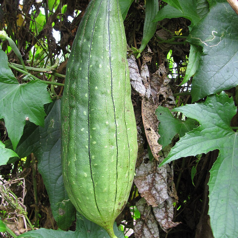 Sponge Gourd (Turai/Galka) (India)