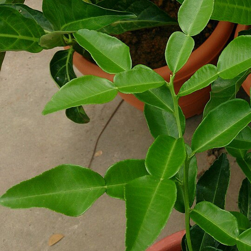 Lime Leaves (Kaffir) (Thailand)