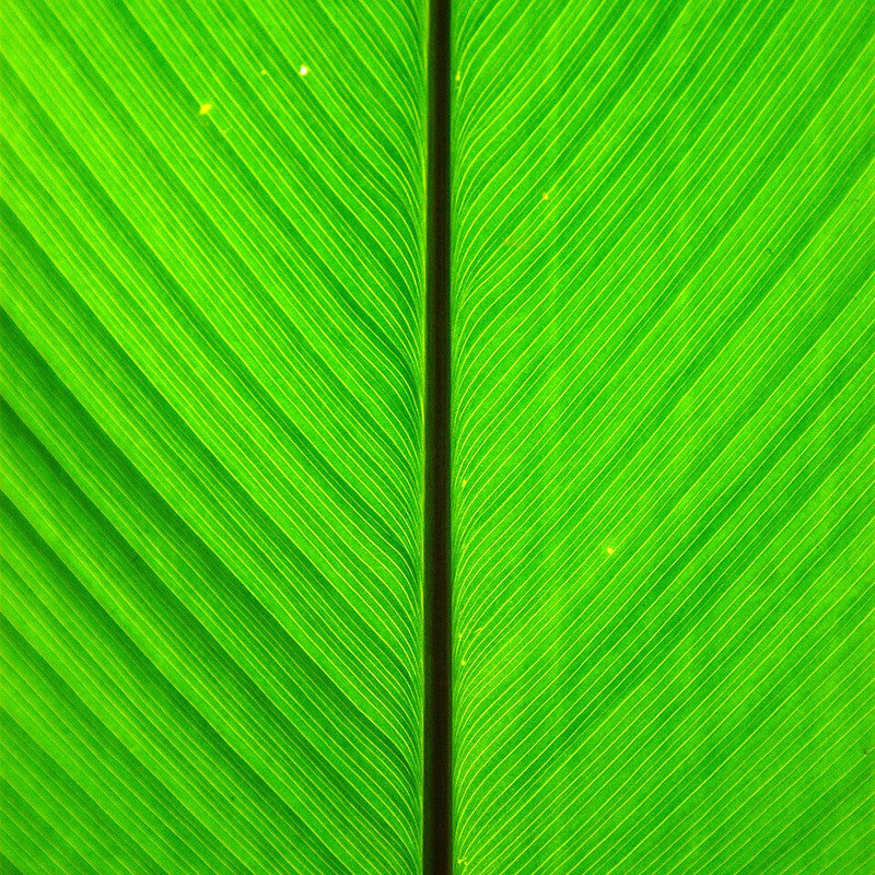 Banana Leaf (India)