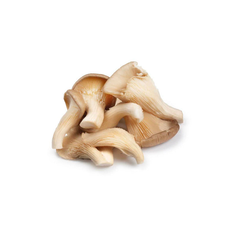 Mushroom - Oyster