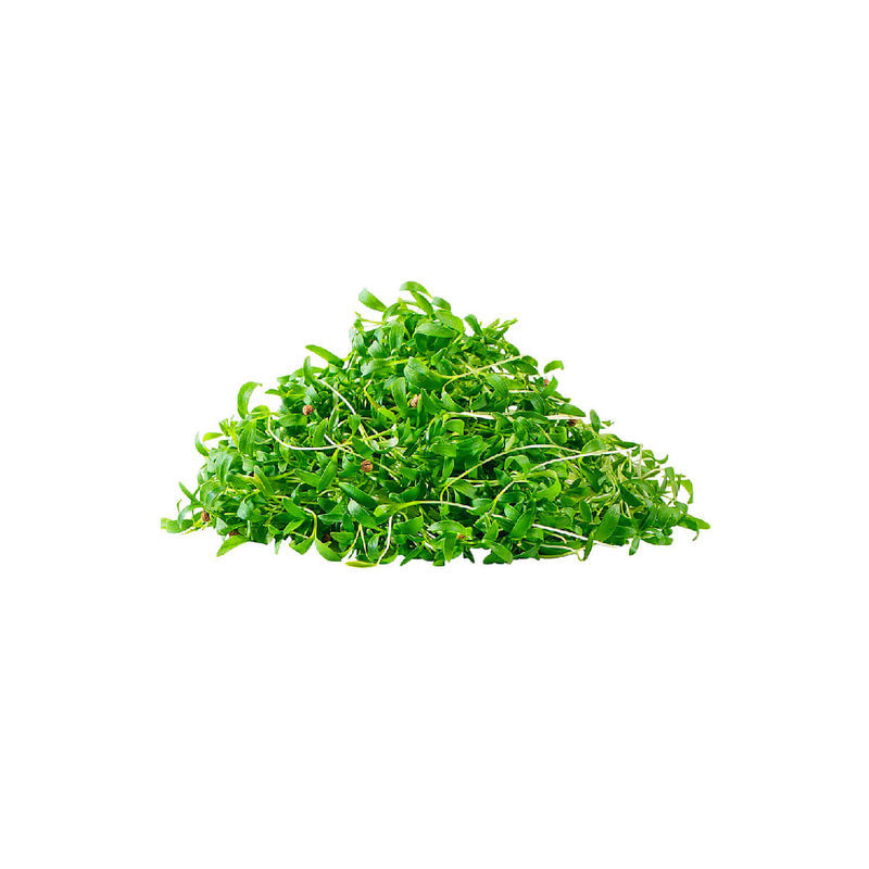 Coriander Leaves (UAE)