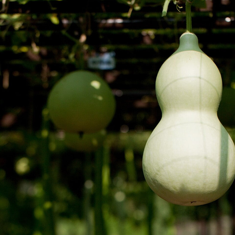 Bottle Gourd (Lauki) (Pakistan)