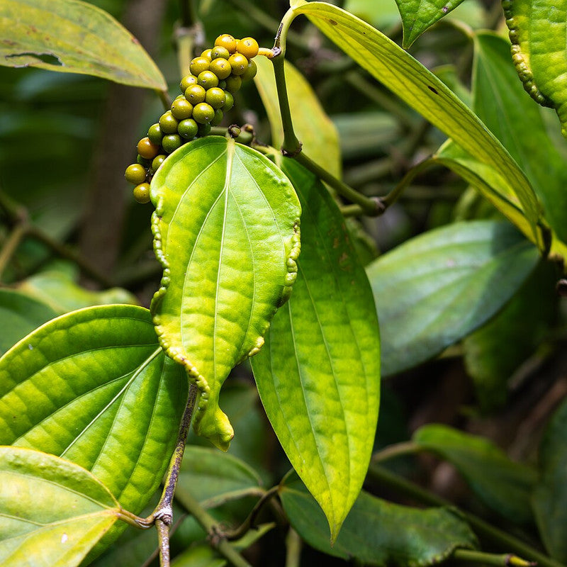 Green Peppercorn (Thailand)