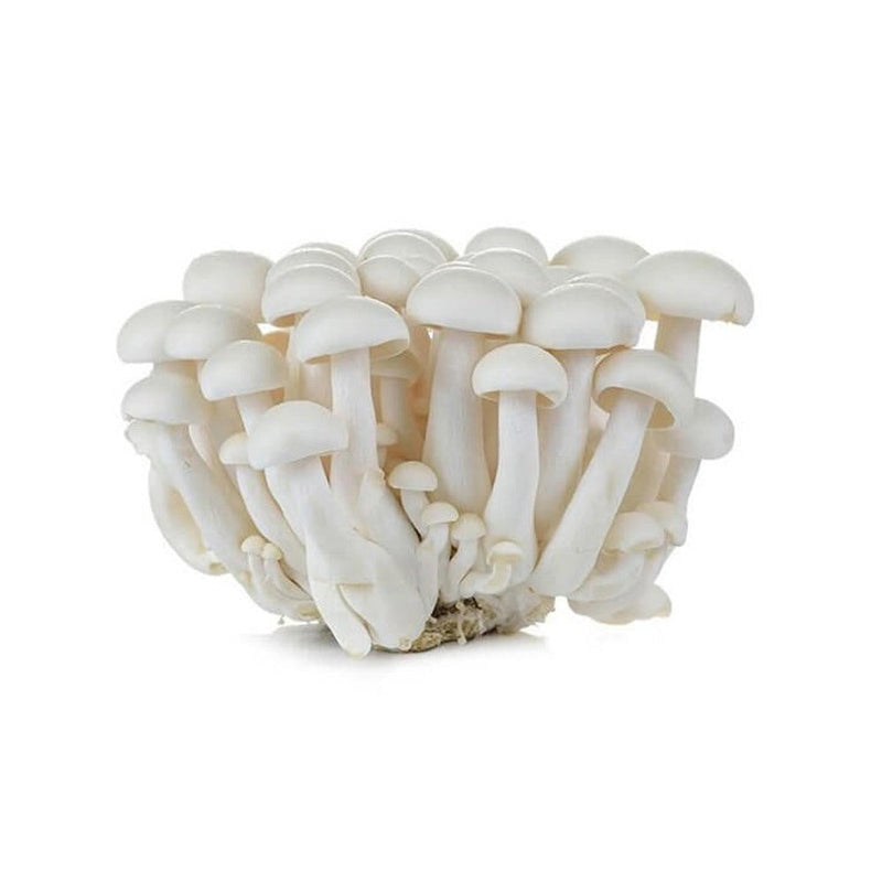 Mushroom - Shimeji (China)
