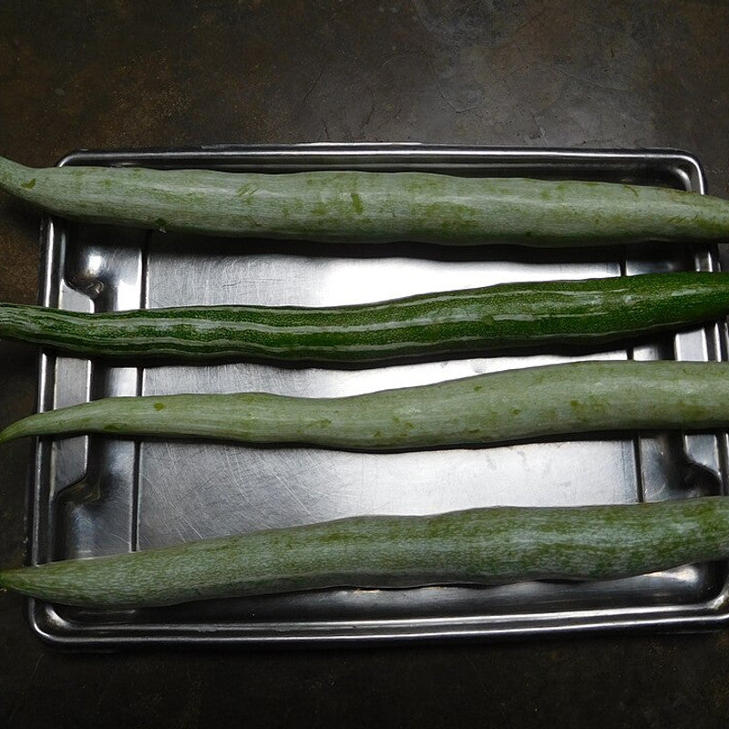 Snake Gourd (India)