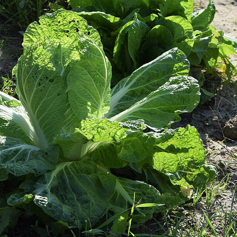 Cabbage - Chinese (Netherlands)