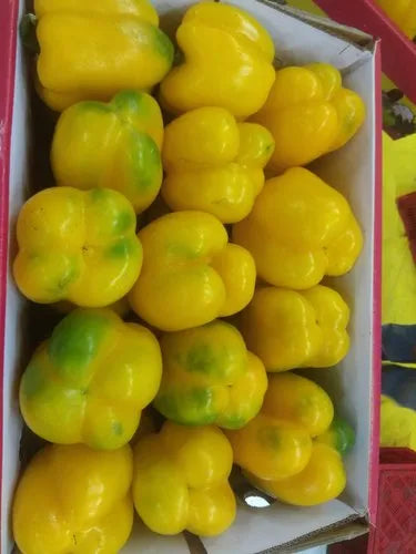 Capsicum Yellow Oman 🇴🇲