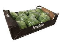Iceberg lettuce Premium Quality Oman 🇴🇲