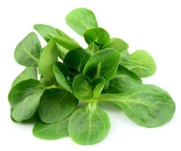 Lettuce Mache Premium Quality (Italy)🇮🇹