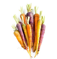 Mini Rainbow Carrot South Africa