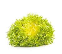 Yellow Lettuce Frisee (Netherlands)🇳🇱