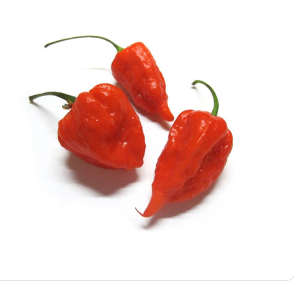 Habanero Pepper Red Netherlands 🇳🇱