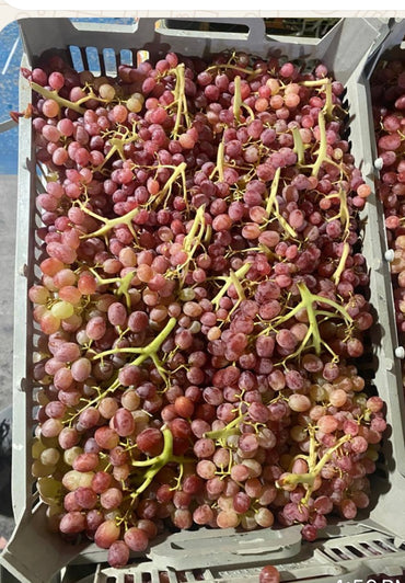 Grapes Red Seedless Premium Quality India 🇮🇳