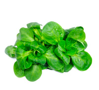 Lettuce Mache Premium Quality (Italy)🇮🇹