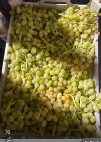 Grapes (sundar khani) India 🇮🇳