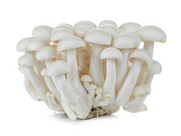 Mushroom Shimeji White (China)🇨🇳