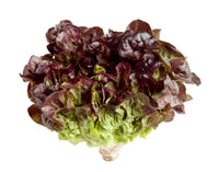 Oakleaf Lettuce Approx (UAE)🇦🇪