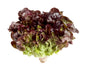 Oakleaf Lettuce Approx 1 kg

(UAE)🇦🇪