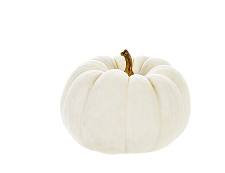 White Pie Pumpkin 🇺🇸
