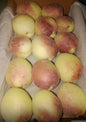 Apricot 500G Afghanistan 🇦🇫
