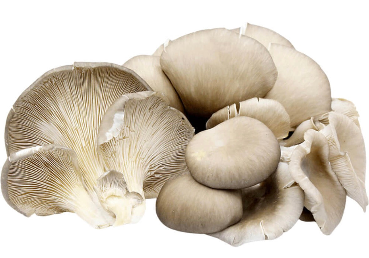 Oyster Mushroom