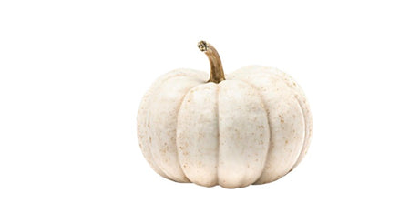 Mini White Pumpkin 🇺🇸