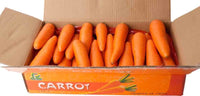 Carrot premium quality China 🇨🇳